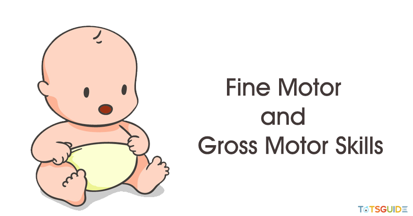 Totsguide What Is Fine Motor And Gross Motor Skills